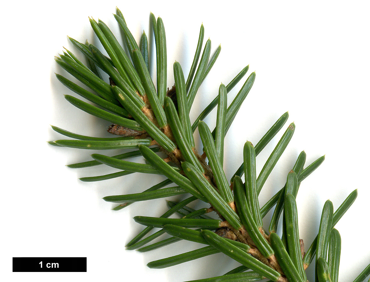 High resolution image: Family: Pinaceae - Genus: Picea - Taxon: omorika - SpeciesSub: 'Nana'