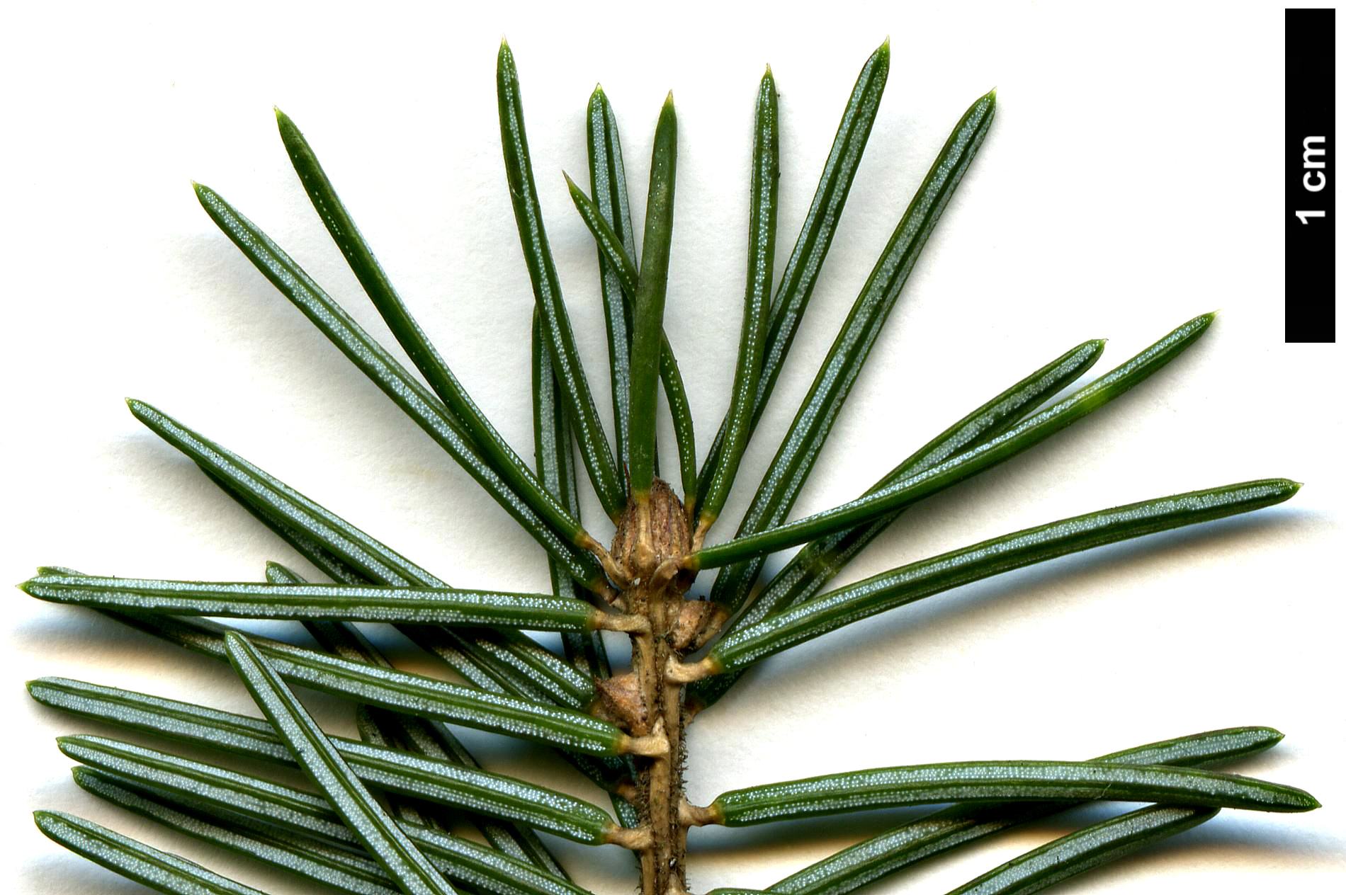 High resolution image: Family: Pinaceae - Genus: Picea - Taxon: omorika