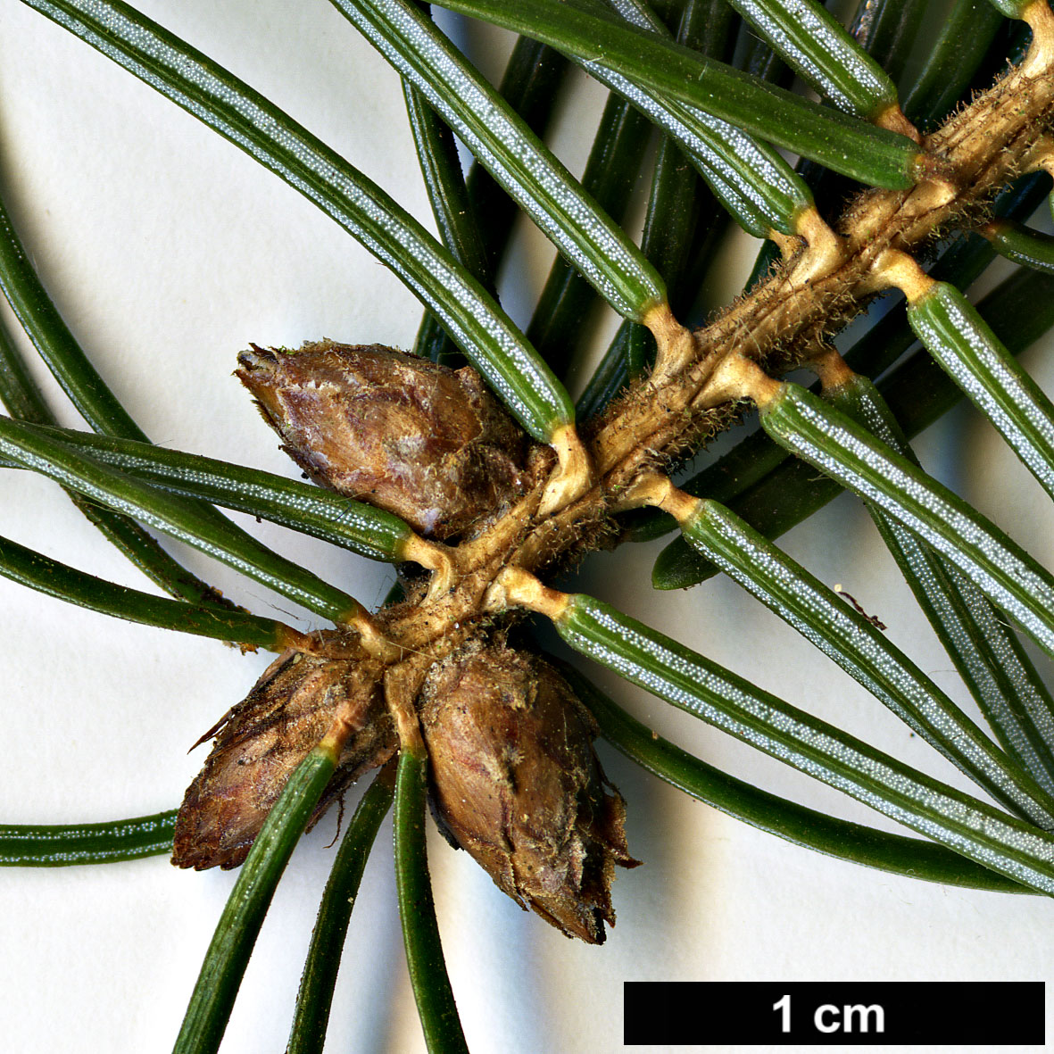 High resolution image: Family: Pinaceae - Genus: Picea - Taxon: omorika