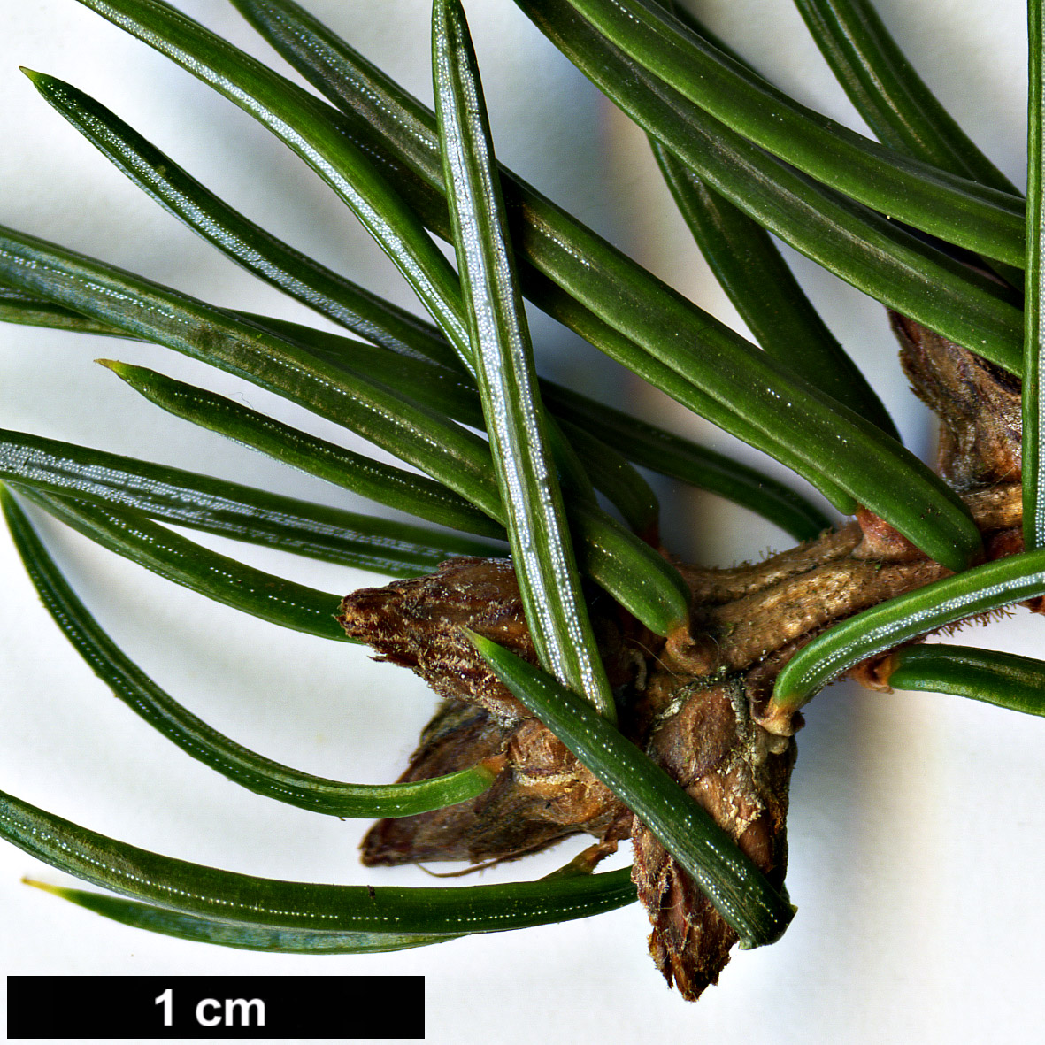 High resolution image: Family: Pinaceae - Genus: Picea - Taxon: omorika