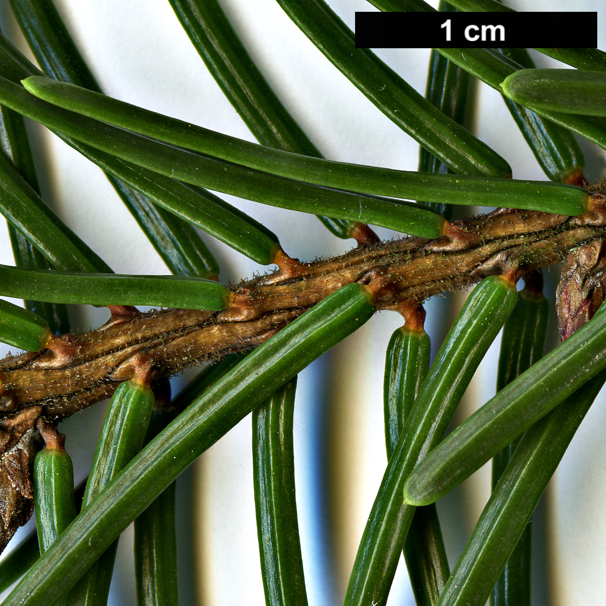 High resolution image: Family: Pinaceae - Genus: Picea - Taxon: omorika