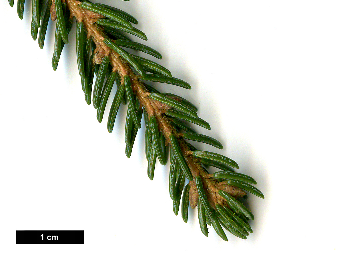 High resolution image: Family: Pinaceae - Genus: Picea - Taxon: orientalis - SpeciesSub: 'Atrovirens'