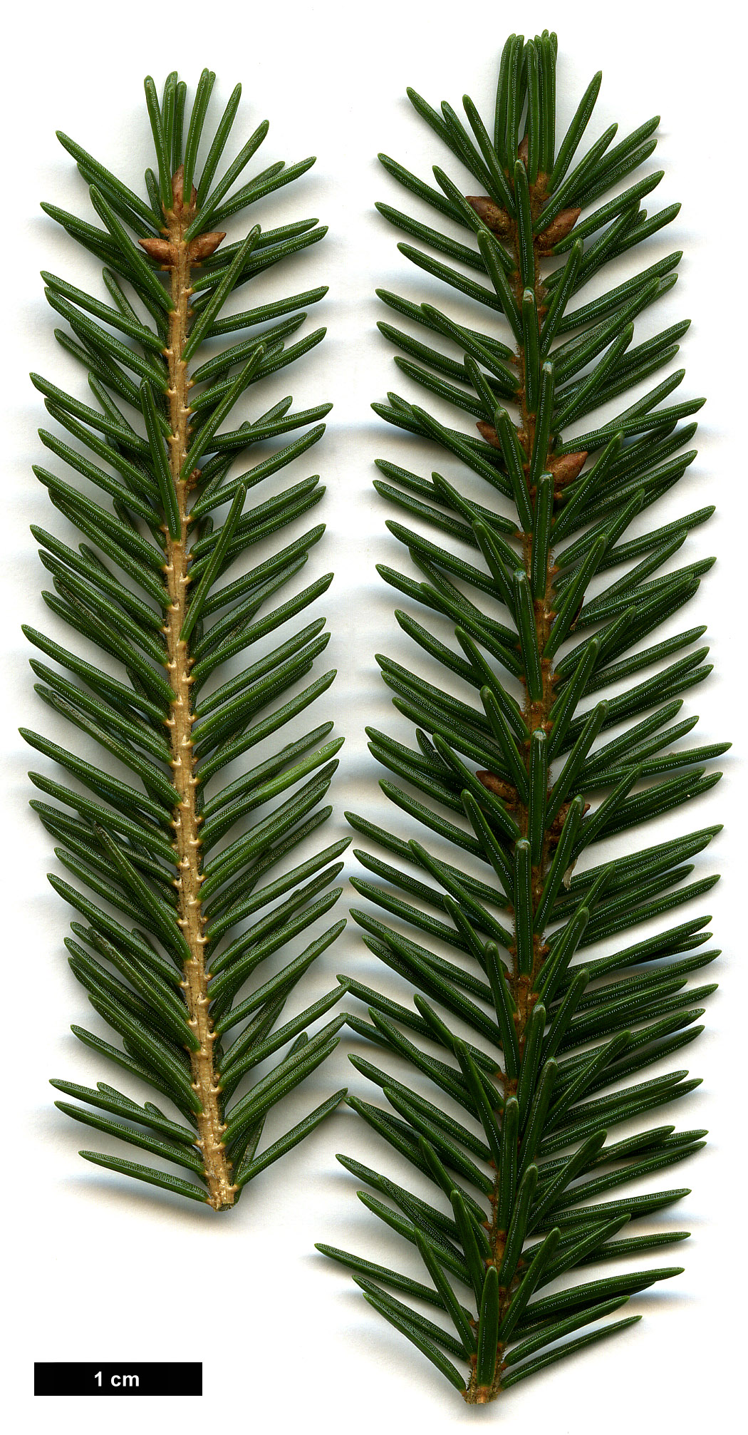 High resolution image: Family: Pinaceae - Genus: Picea - Taxon: orientalis