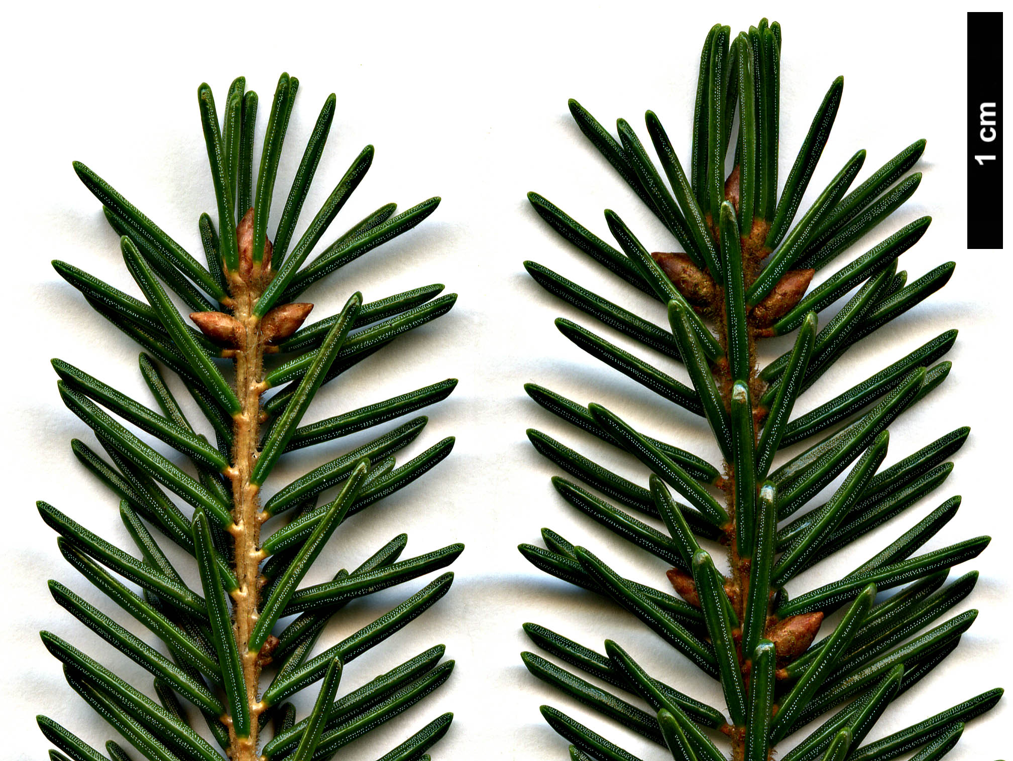 High resolution image: Family: Pinaceae - Genus: Picea - Taxon: orientalis