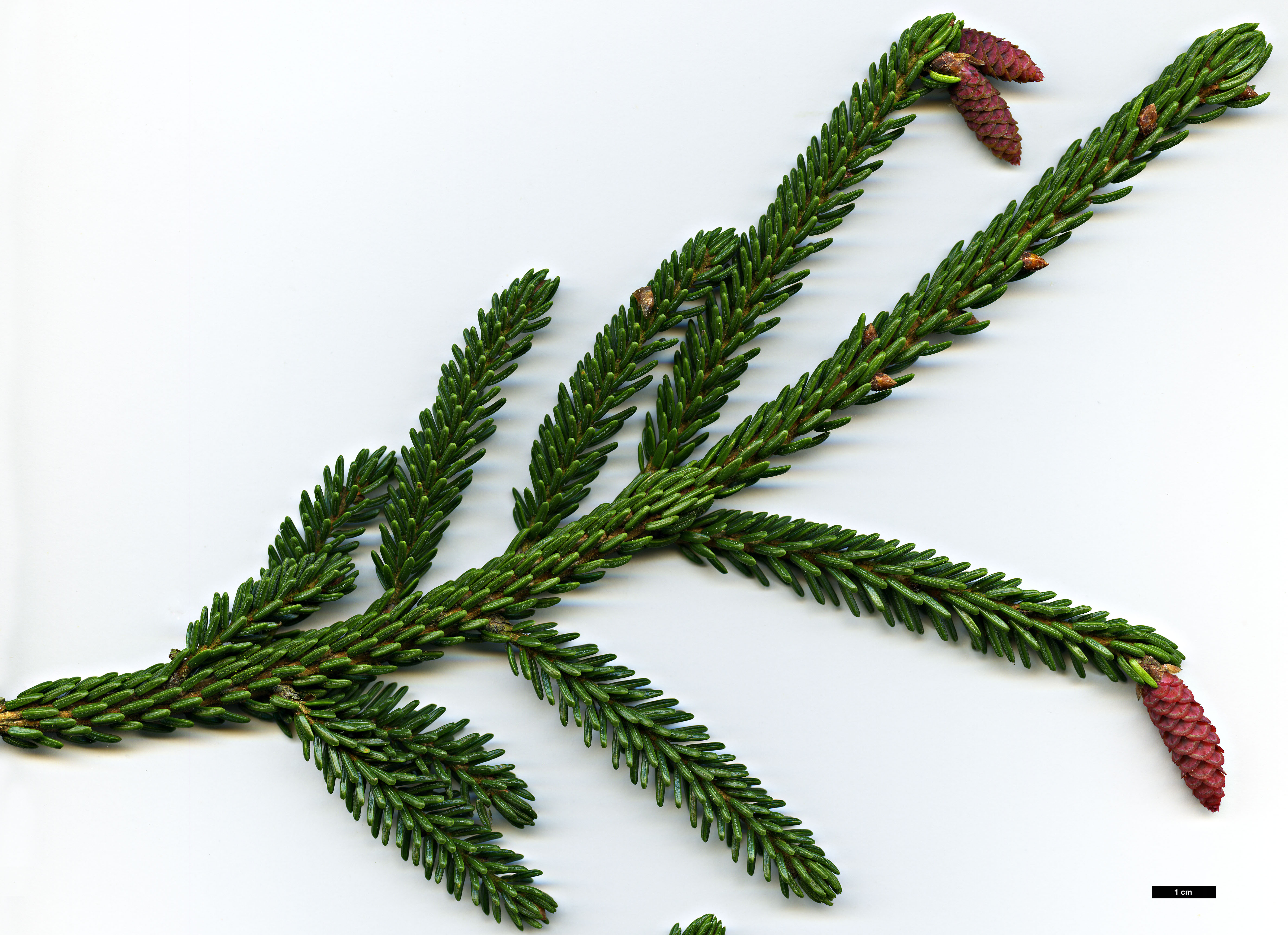 High resolution image: Family: Pinaceae - Genus: Picea - Taxon: orientalis