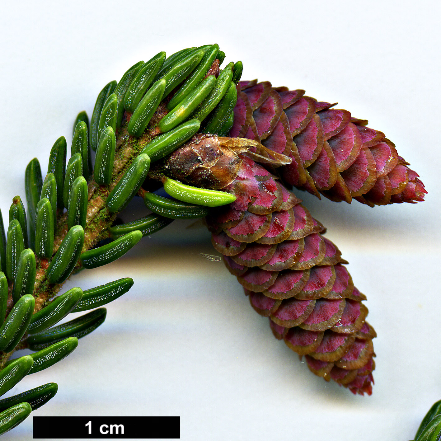 High resolution image: Family: Pinaceae - Genus: Picea - Taxon: orientalis