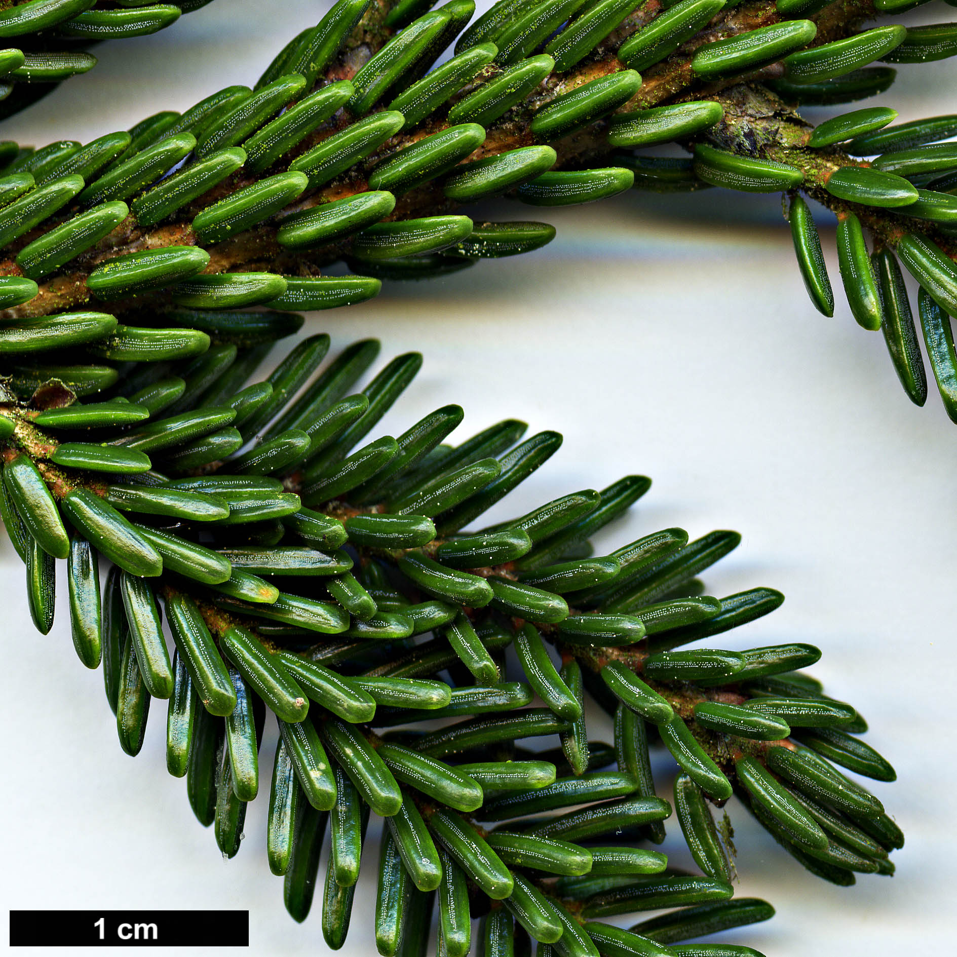 High resolution image: Family: Pinaceae - Genus: Picea - Taxon: orientalis