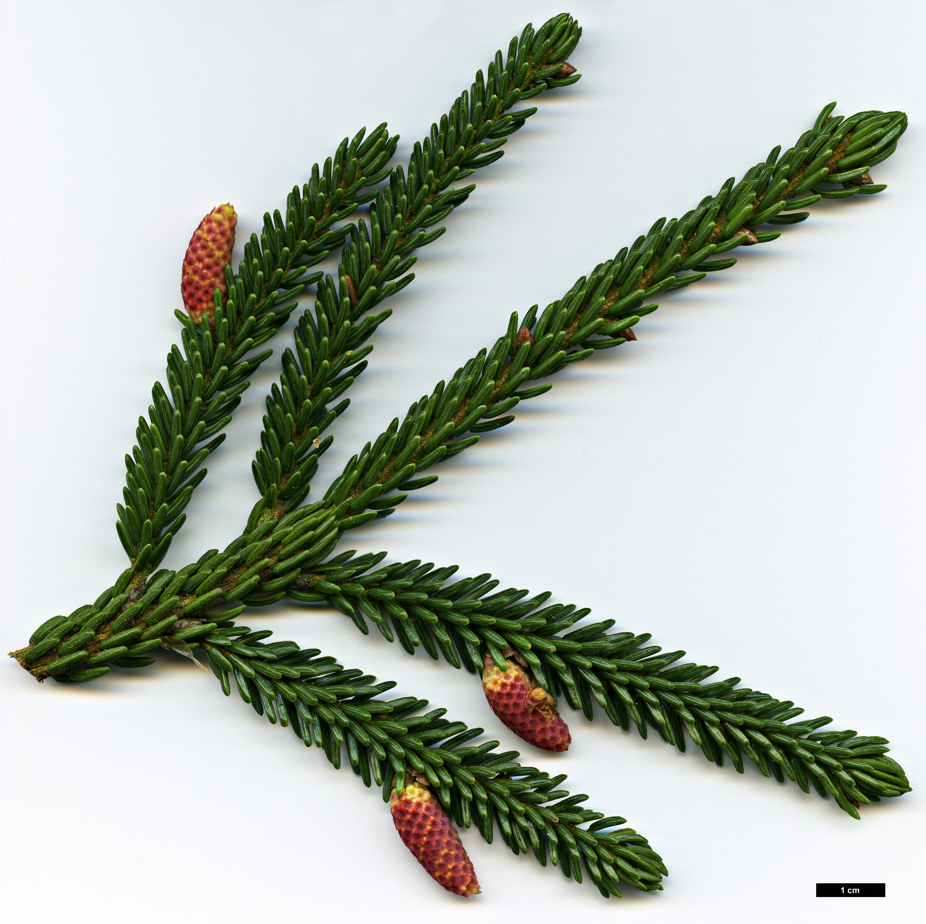 High resolution image: Family: Pinaceae - Genus: Picea - Taxon: orientalis