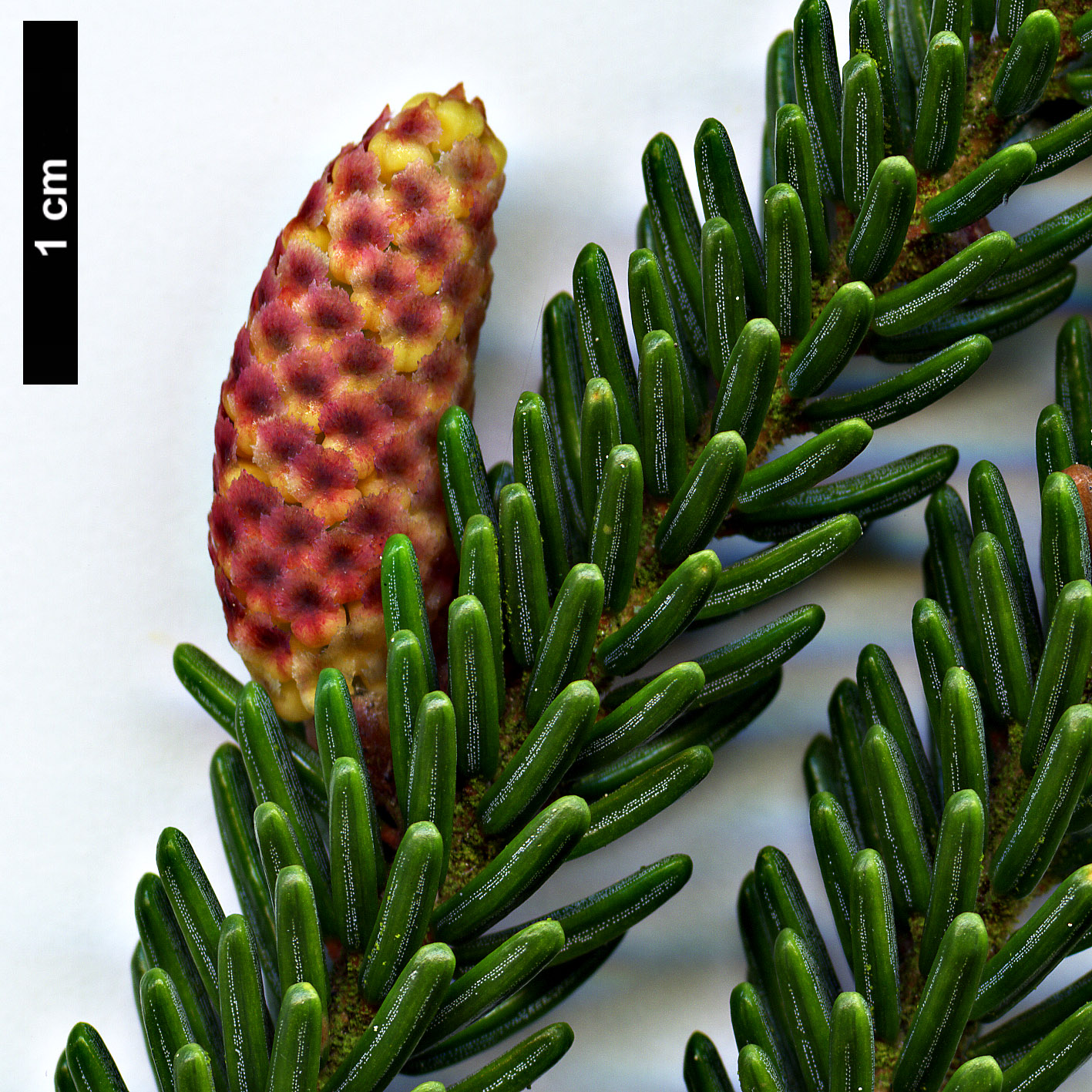 High resolution image: Family: Pinaceae - Genus: Picea - Taxon: orientalis