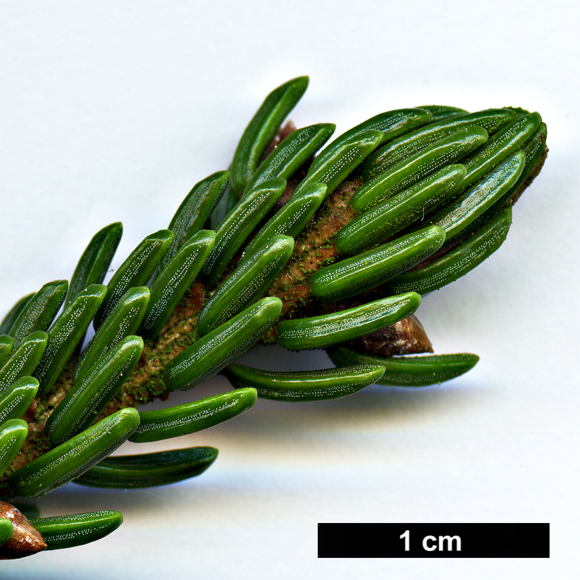 High resolution image: Family: Pinaceae - Genus: Picea - Taxon: orientalis