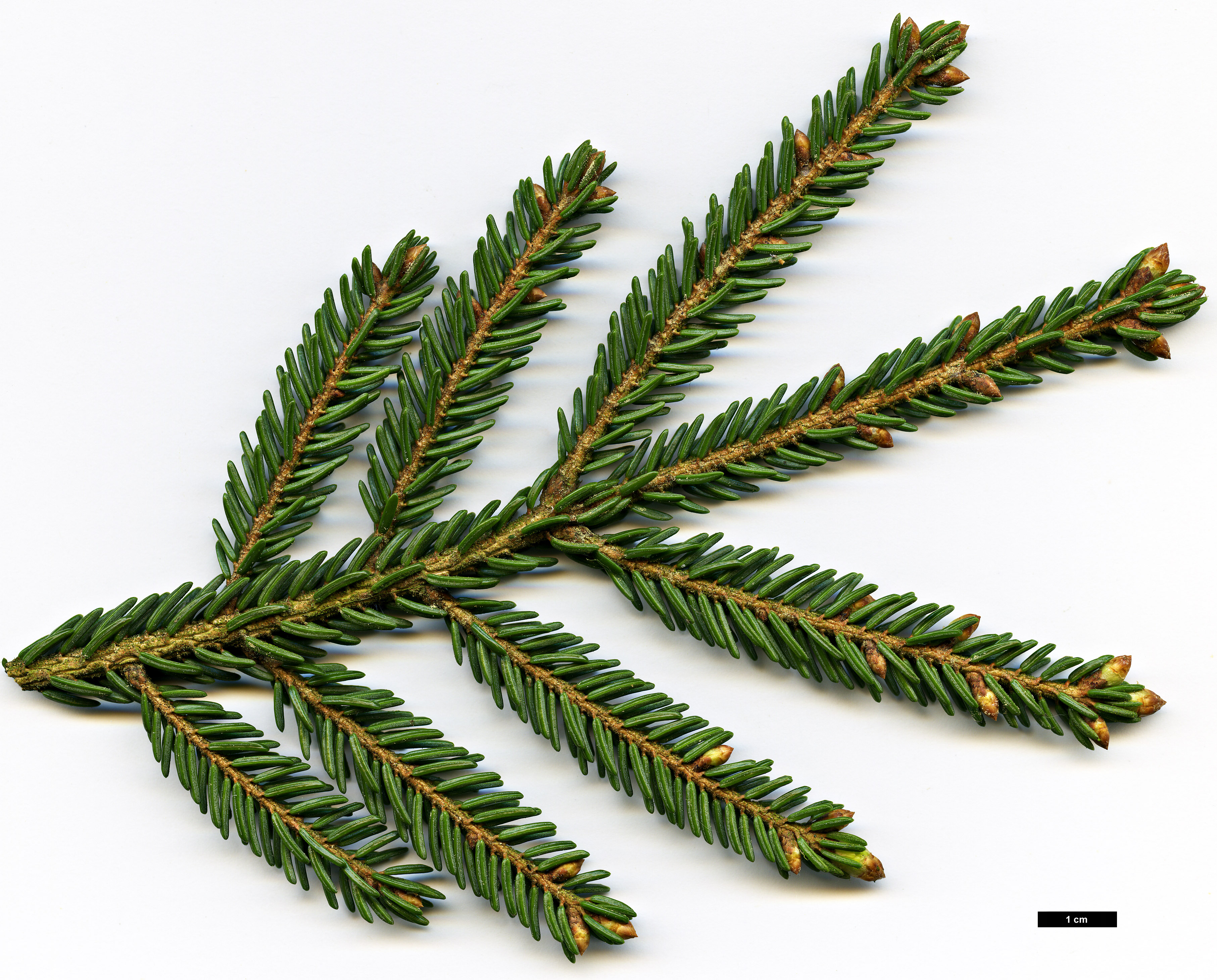 High resolution image: Family: Pinaceae - Genus: Picea - Taxon: orientalis