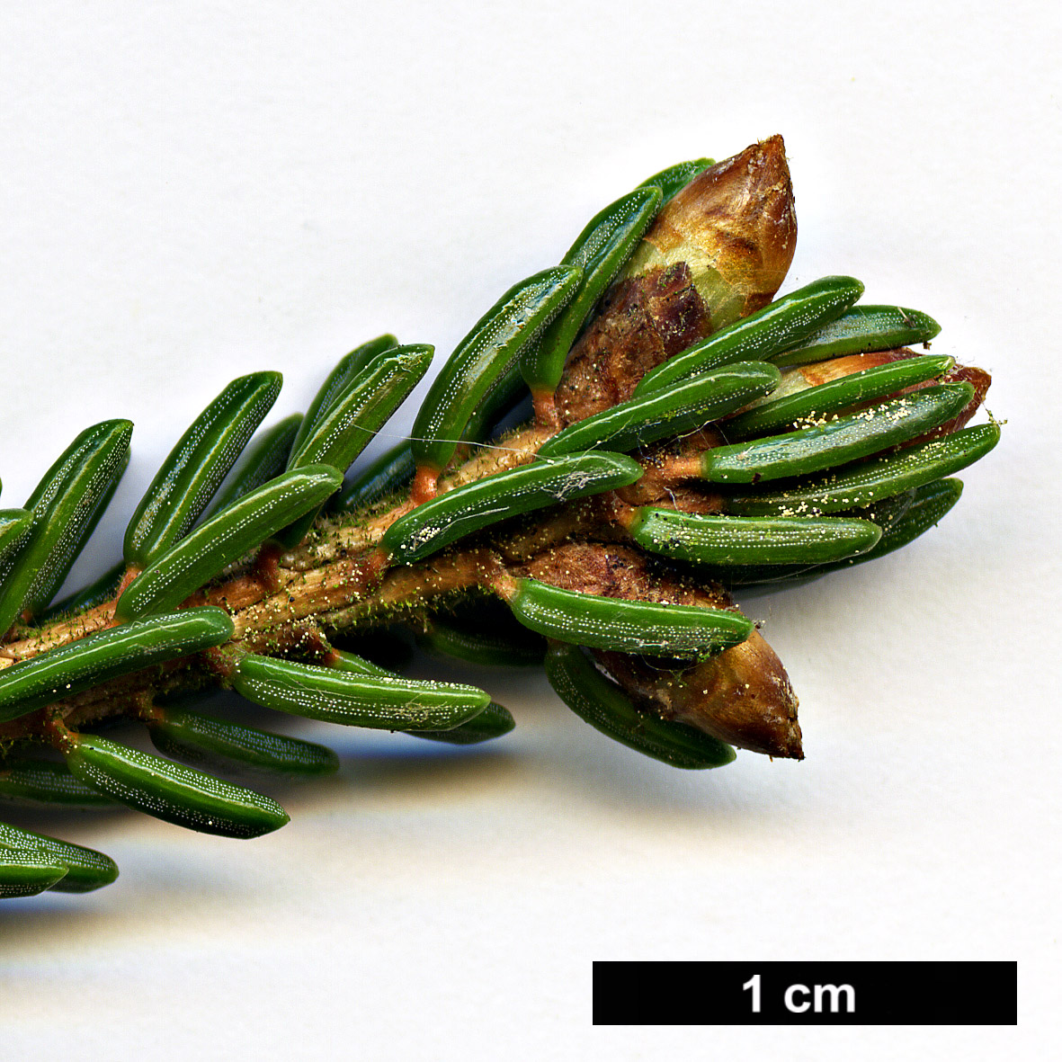 High resolution image: Family: Pinaceae - Genus: Picea - Taxon: orientalis