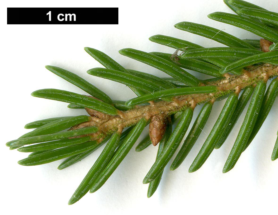 High resolution image: Family: Pinaceae - Genus: Picea - Taxon: orientalis