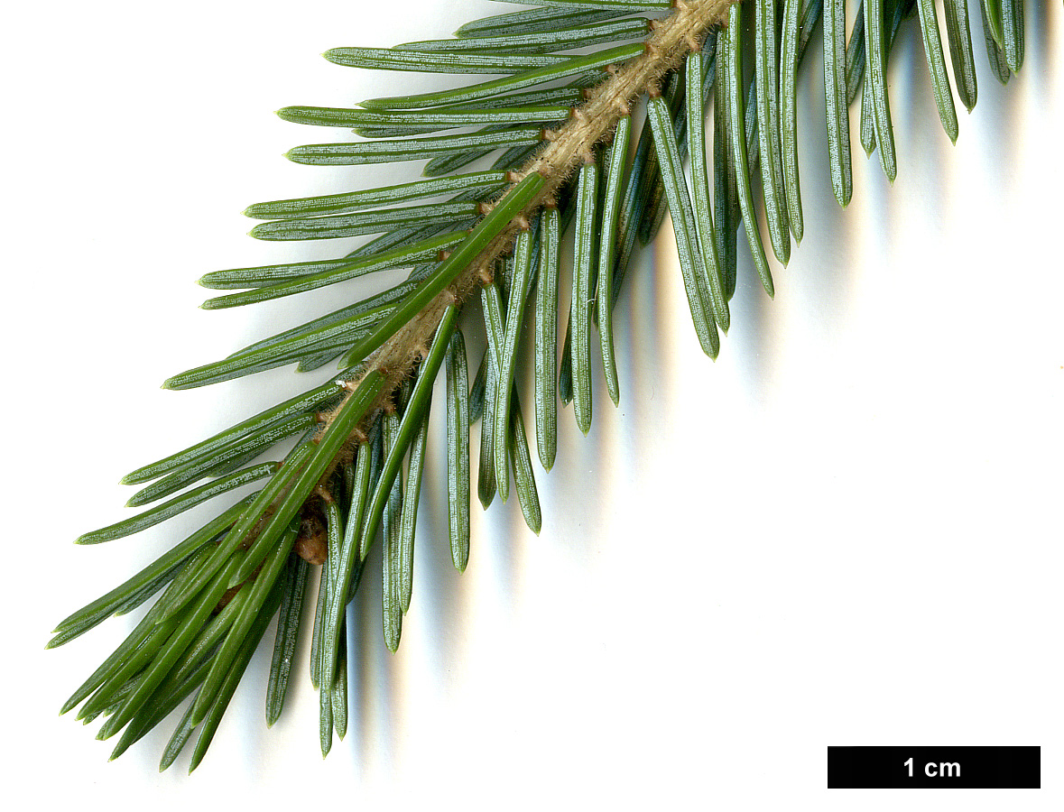 High resolution image: Family: Pinaceae - Genus: Picea - Taxon: purpurea