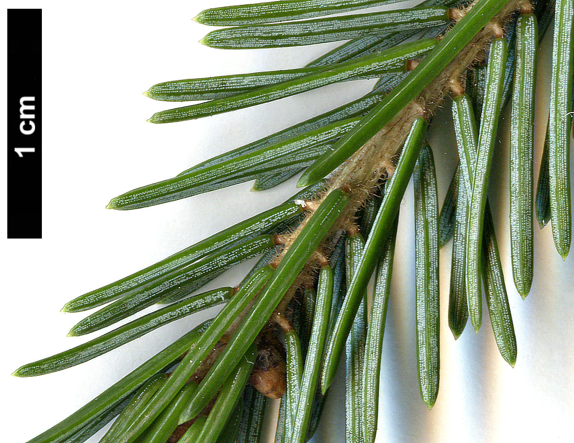 High resolution image: Family: Pinaceae - Genus: Picea - Taxon: purpurea