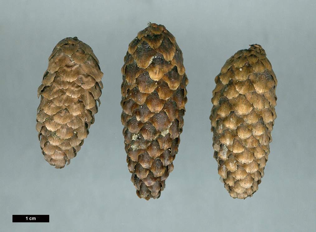 High resolution image: Family: Pinaceae - Genus: Picea - Taxon: purpurea