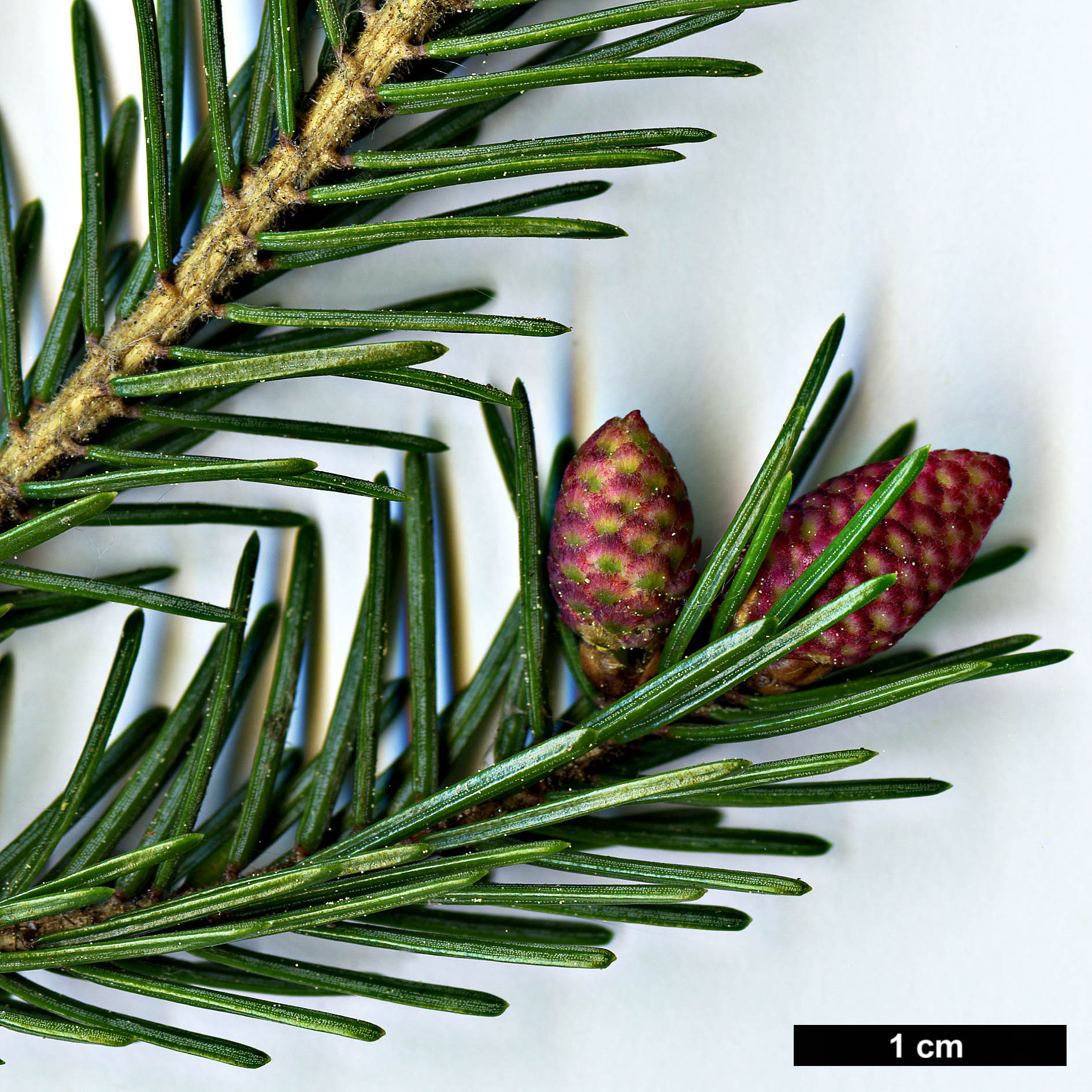 High resolution image: Family: Pinaceae - Genus: Picea - Taxon: purpurea