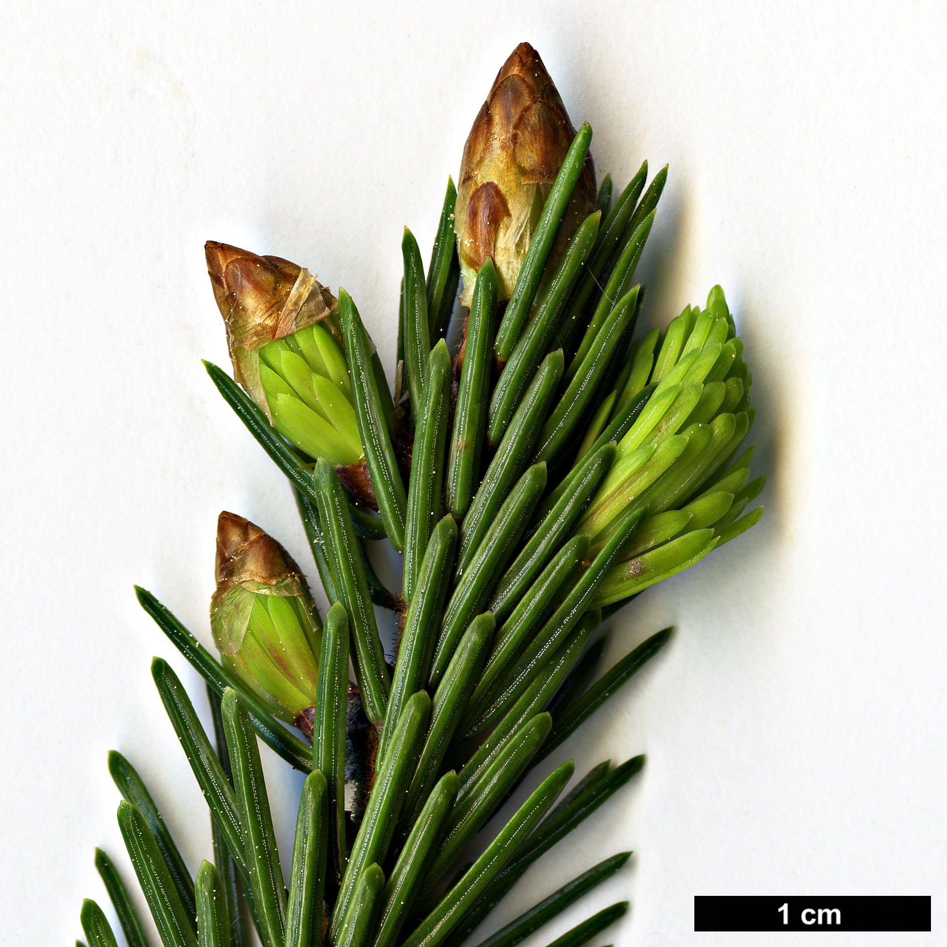 High resolution image: Family: Pinaceae - Genus: Picea - Taxon: purpurea