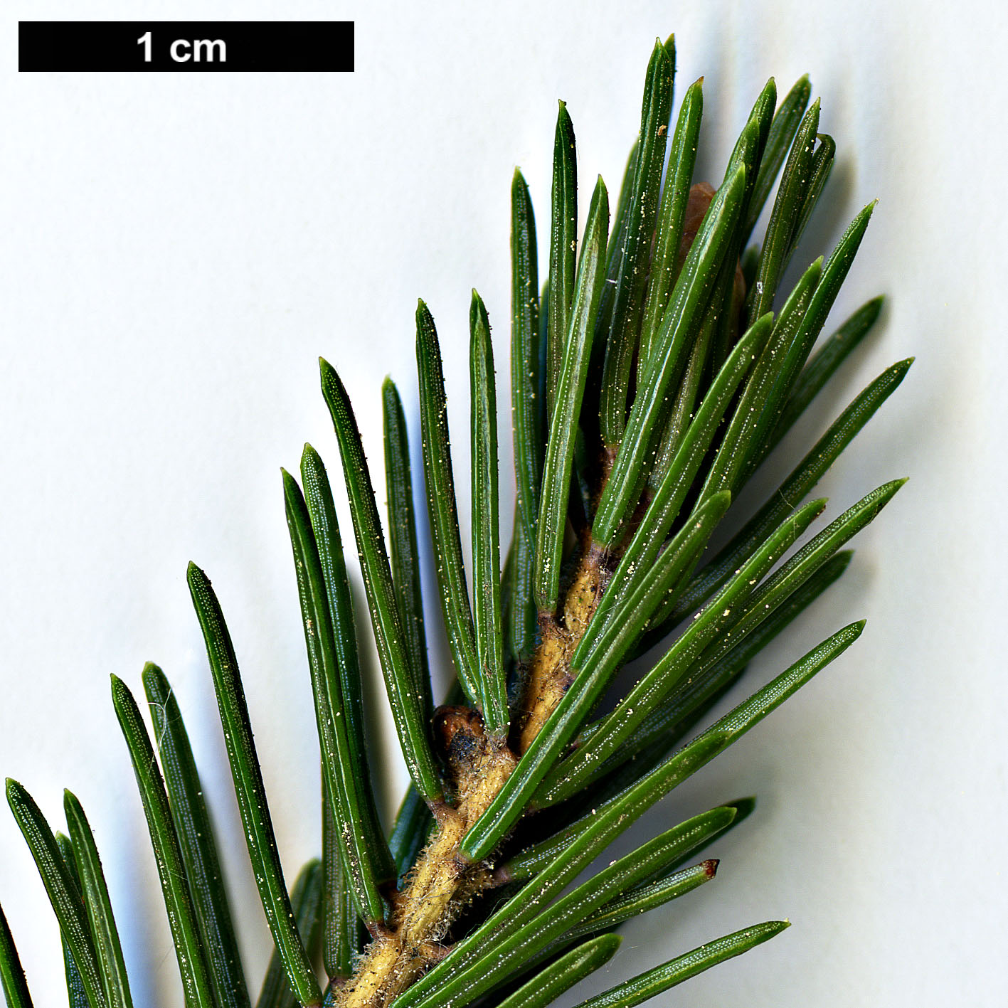 High resolution image: Family: Pinaceae - Genus: Picea - Taxon: purpurea