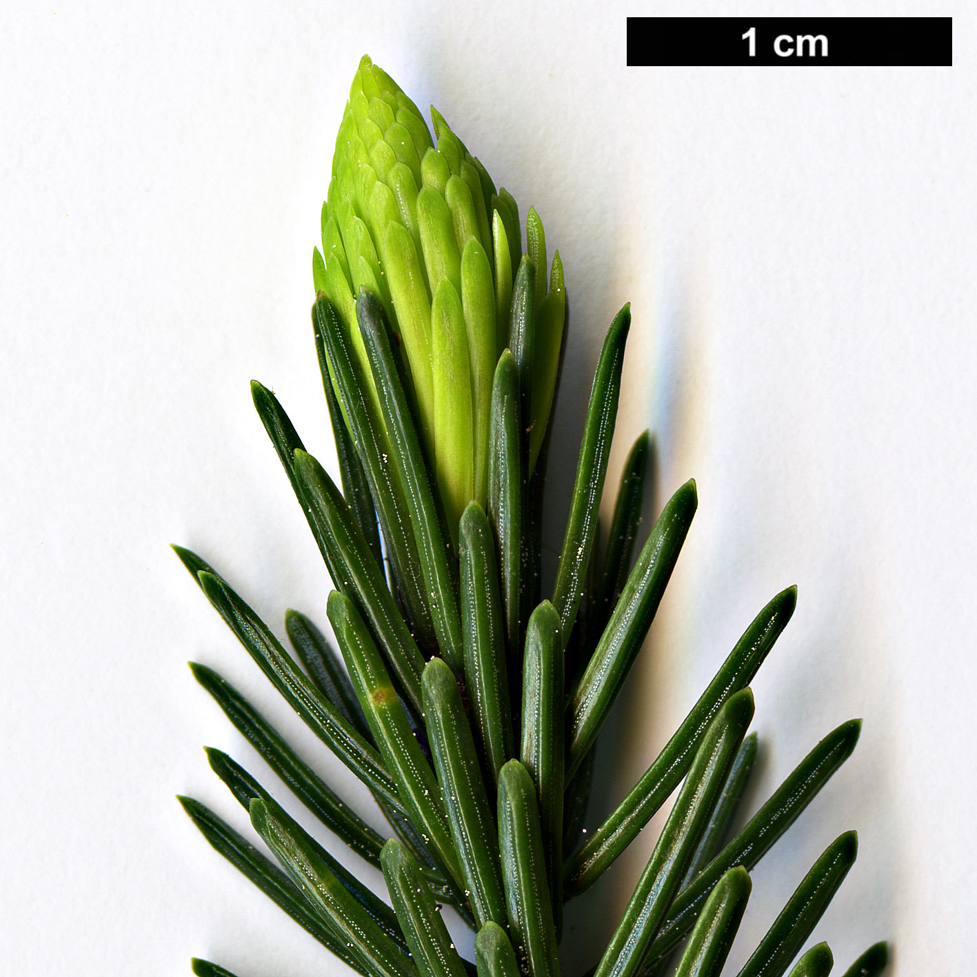 High resolution image: Family: Pinaceae - Genus: Picea - Taxon: purpurea