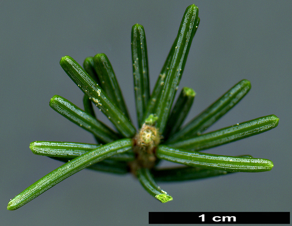 High resolution image: Family: Pinaceae - Genus: Picea - Taxon: purpurea