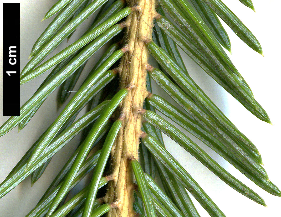 High resolution image: Family: Pinaceae - Genus: Picea - Taxon: purpurea