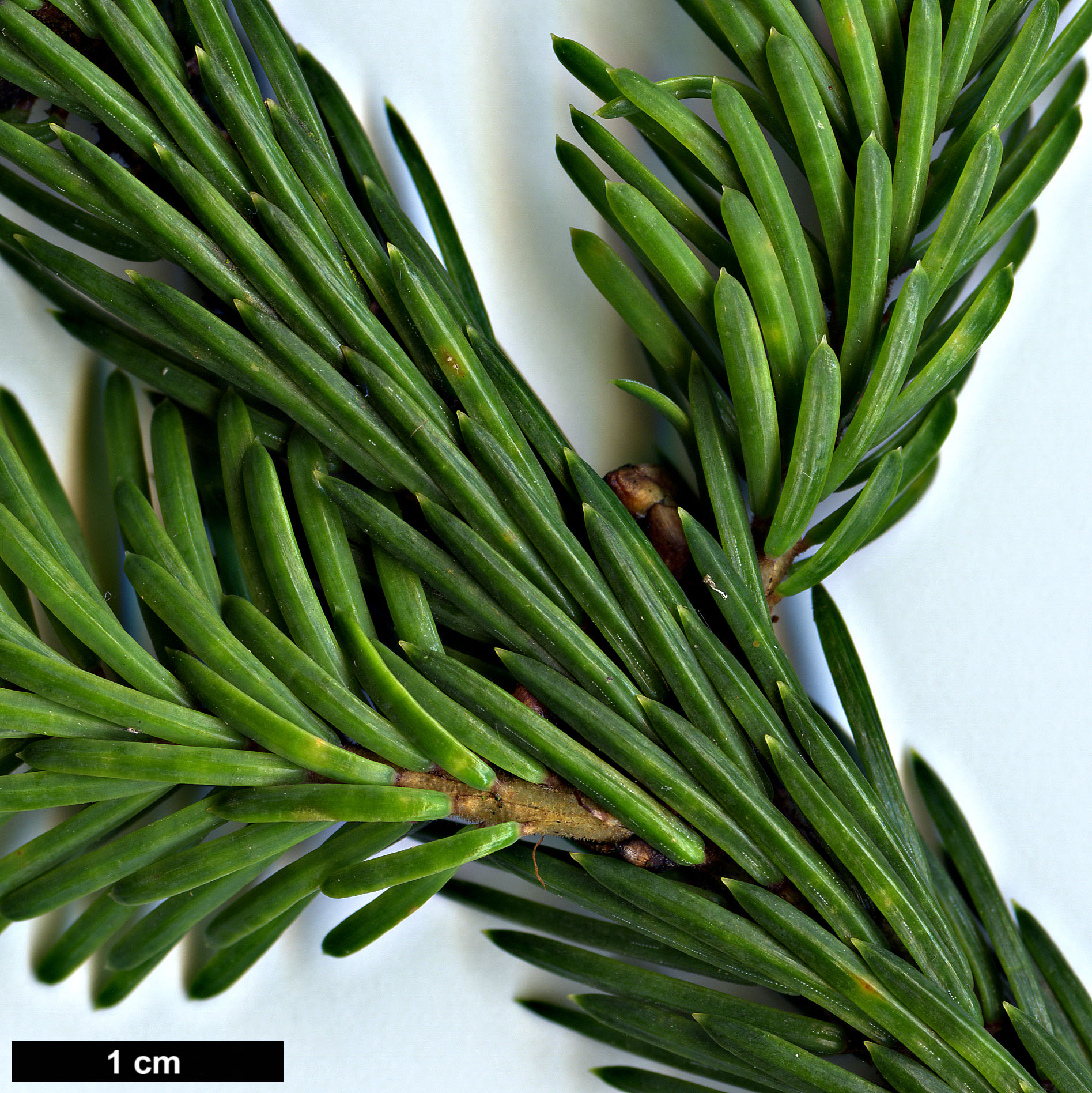 High resolution image: Family: Pinaceae - Genus: Picea - Taxon: purpurea