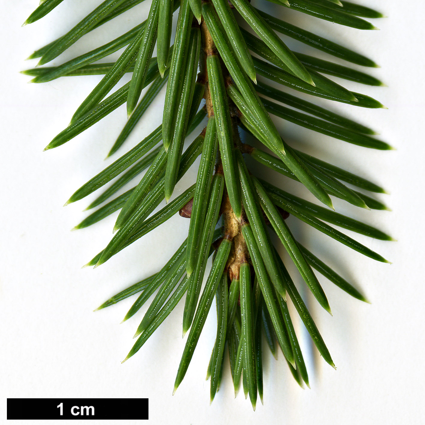 High resolution image: Family: Pinaceae - Genus: Picea - Taxon: purpurea