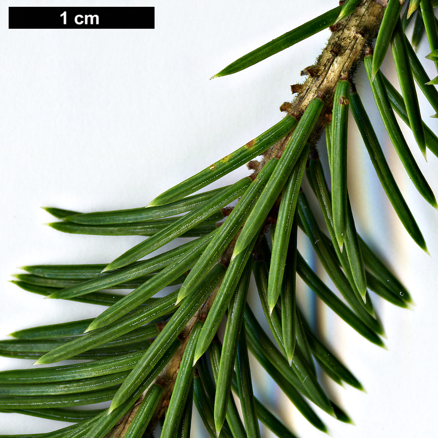 High resolution image: Family: Pinaceae - Genus: Picea - Taxon: purpurea