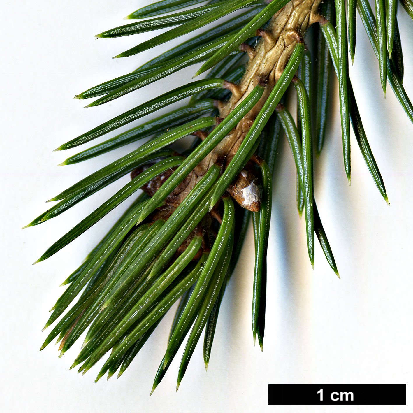 High resolution image: Family: Pinaceae - Genus: Picea - Taxon: purpurea