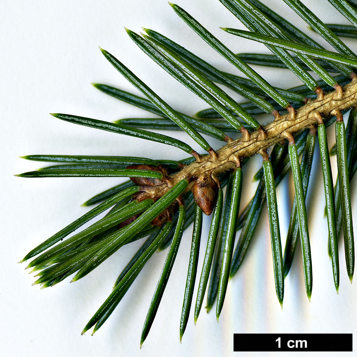 High resolution image: Family: Pinaceae - Genus: Picea - Taxon: purpurea