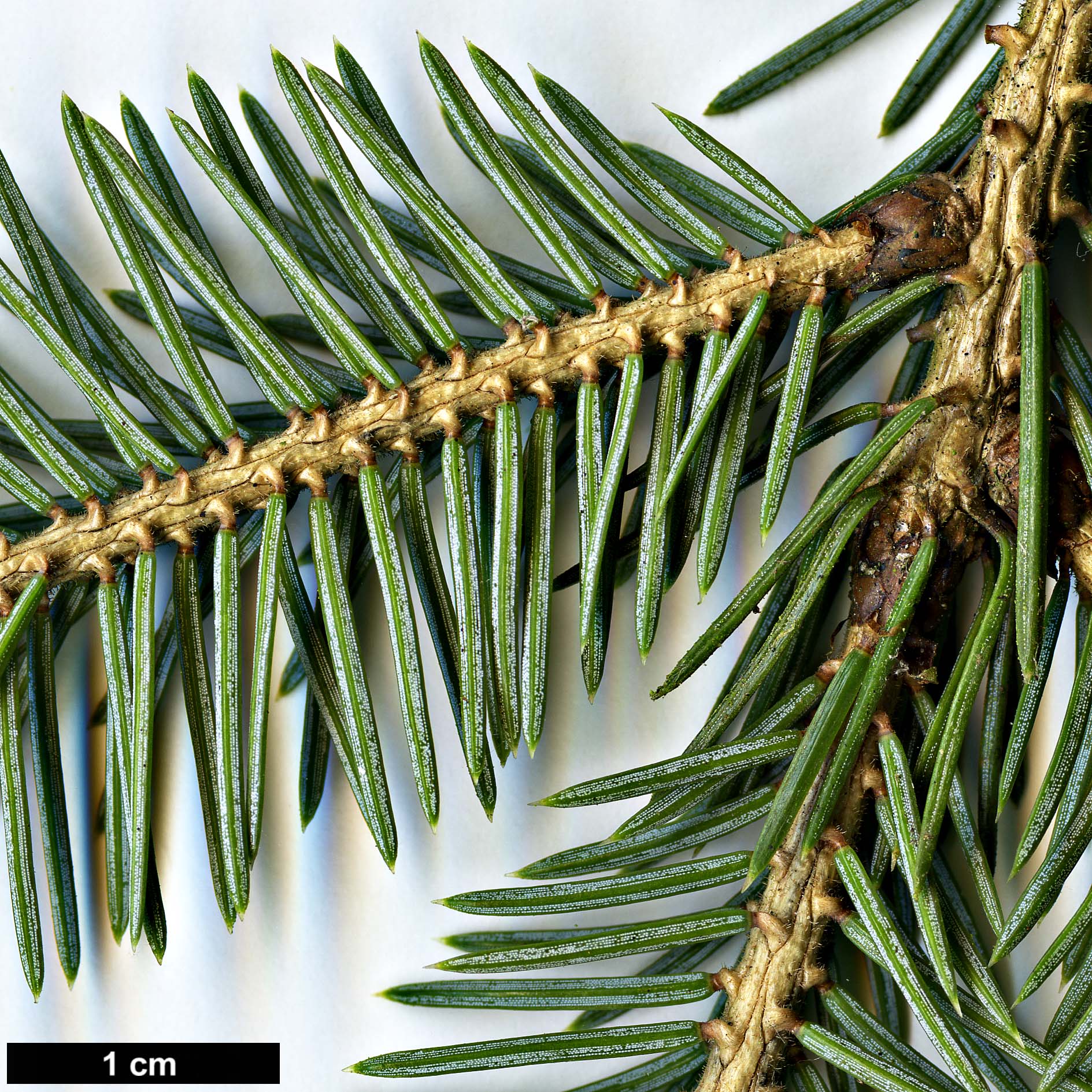 High resolution image: Family: Pinaceae - Genus: Picea - Taxon: purpurea