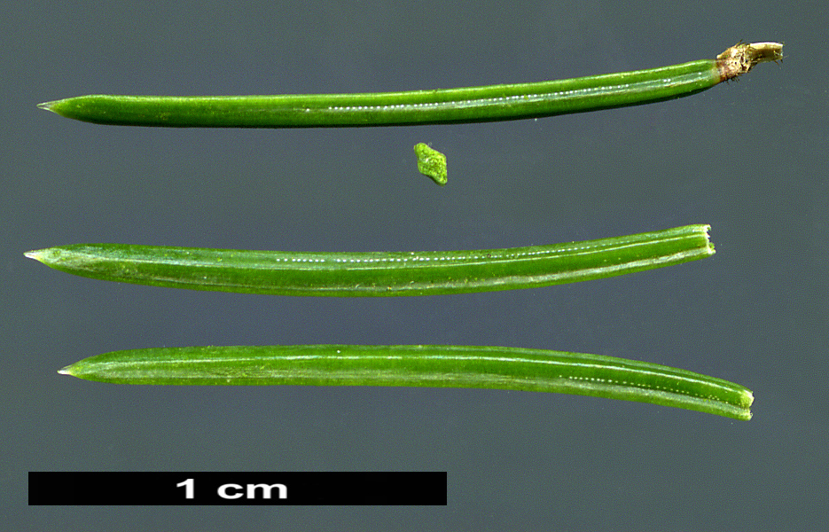 High resolution image: Family: Pinaceae - Genus: Picea - Taxon: purpurea