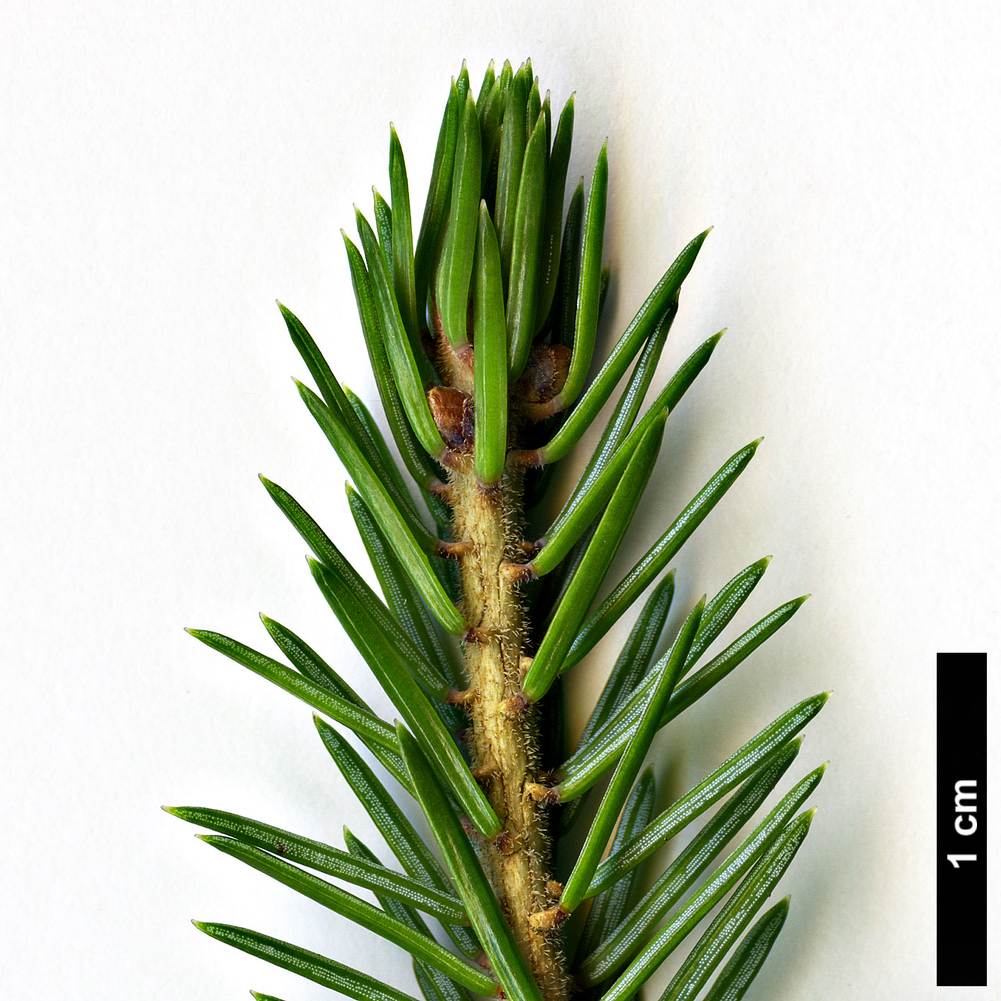 High resolution image: Family: Pinaceae - Genus: Picea - Taxon: purpurea