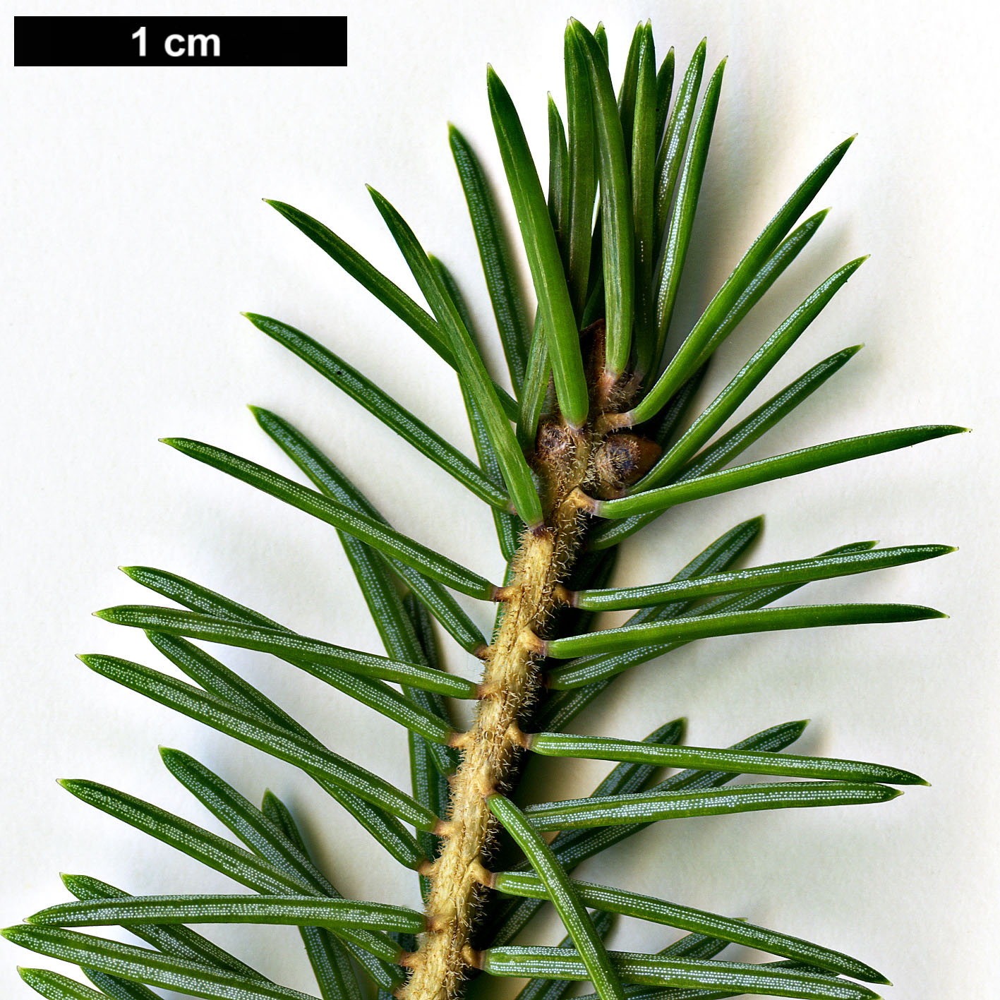 High resolution image: Family: Pinaceae - Genus: Picea - Taxon: purpurea