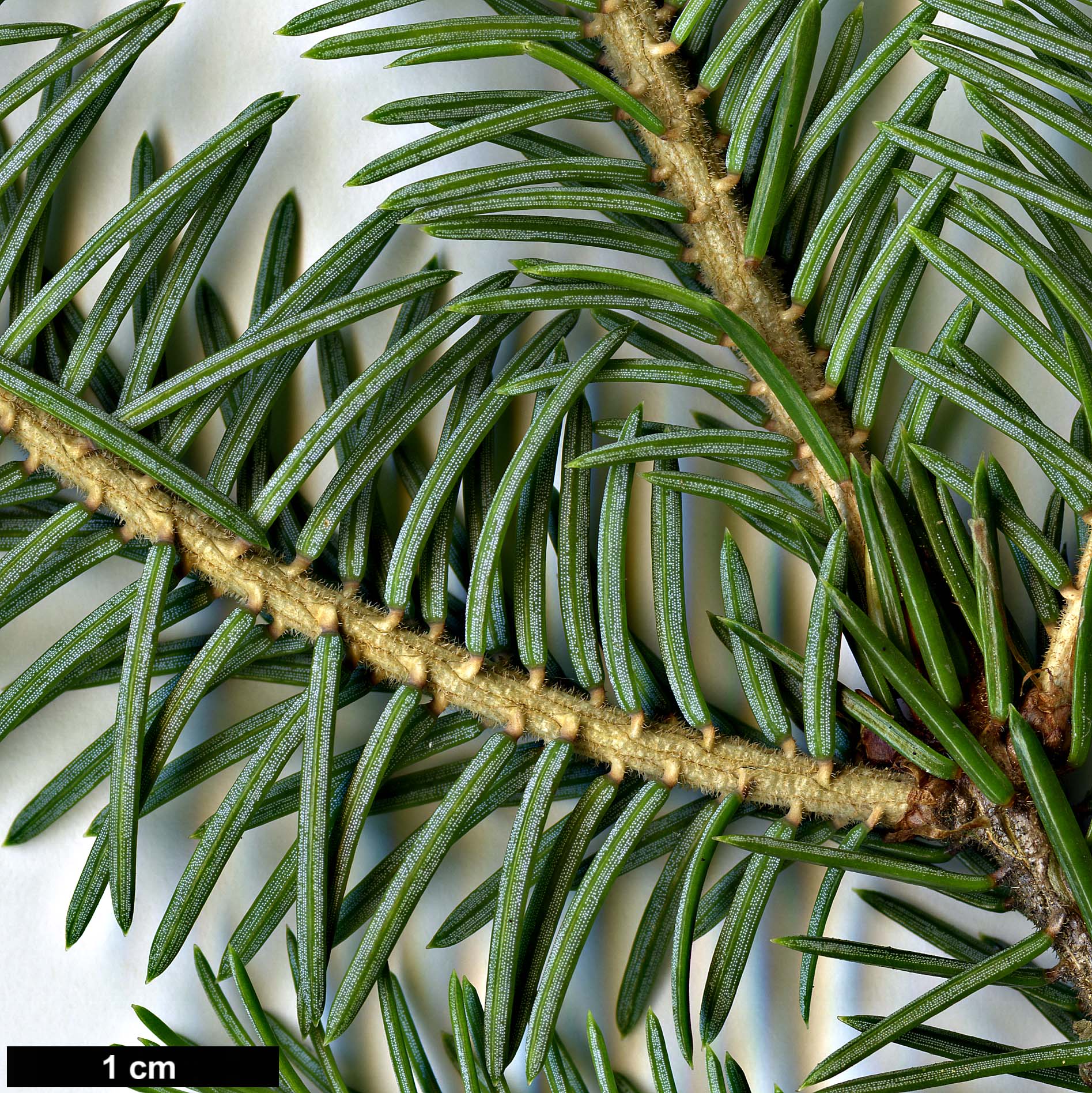 High resolution image: Family: Pinaceae - Genus: Picea - Taxon: purpurea