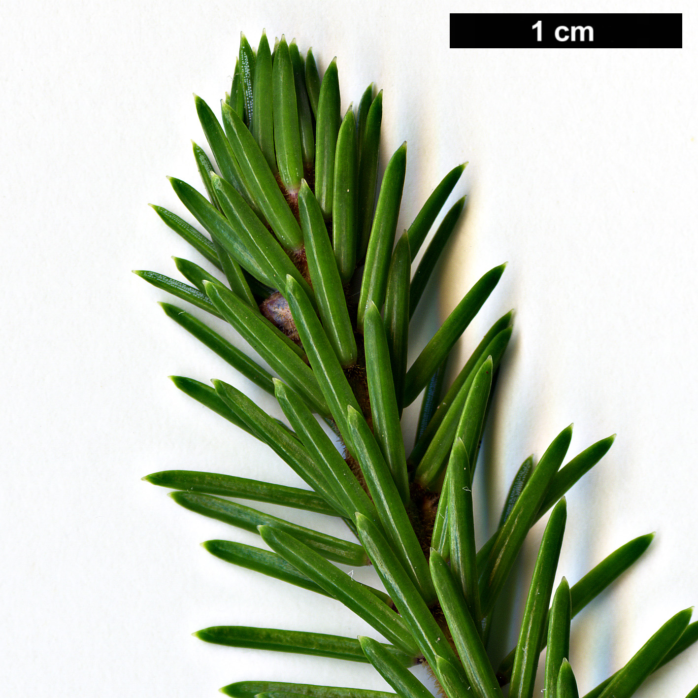 High resolution image: Family: Pinaceae - Genus: Picea - Taxon: purpurea