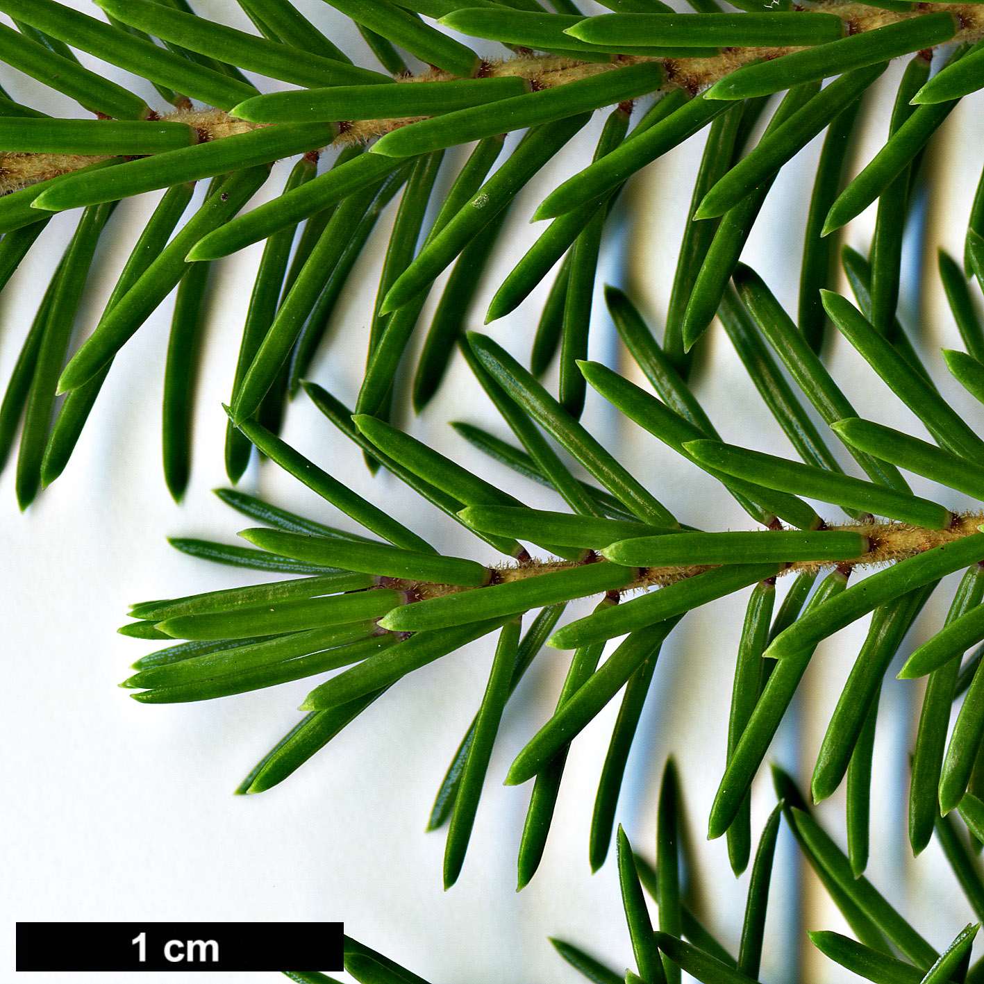 High resolution image: Family: Pinaceae - Genus: Picea - Taxon: purpurea