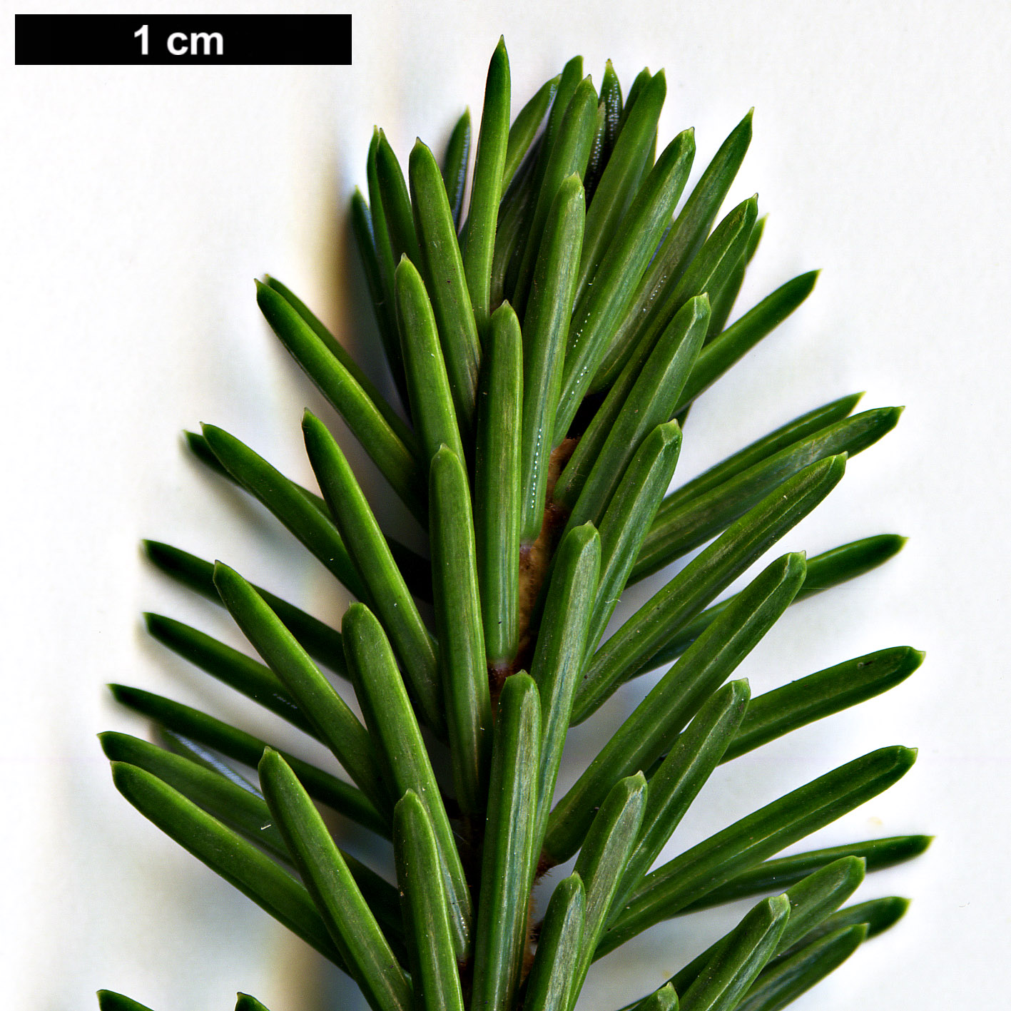 High resolution image: Family: Pinaceae - Genus: Picea - Taxon: purpurea