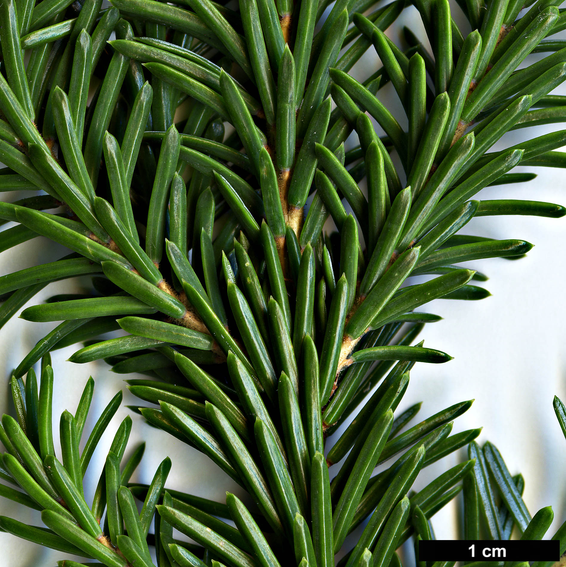 High resolution image: Family: Pinaceae - Genus: Picea - Taxon: purpurea