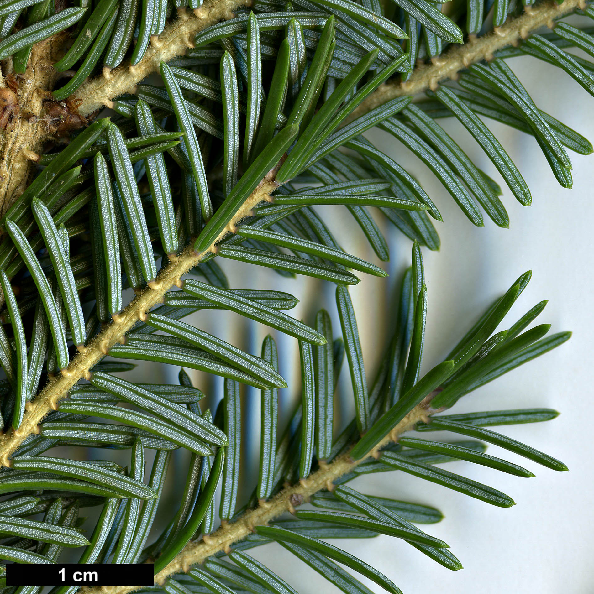 High resolution image: Family: Pinaceae - Genus: Picea - Taxon: purpurea