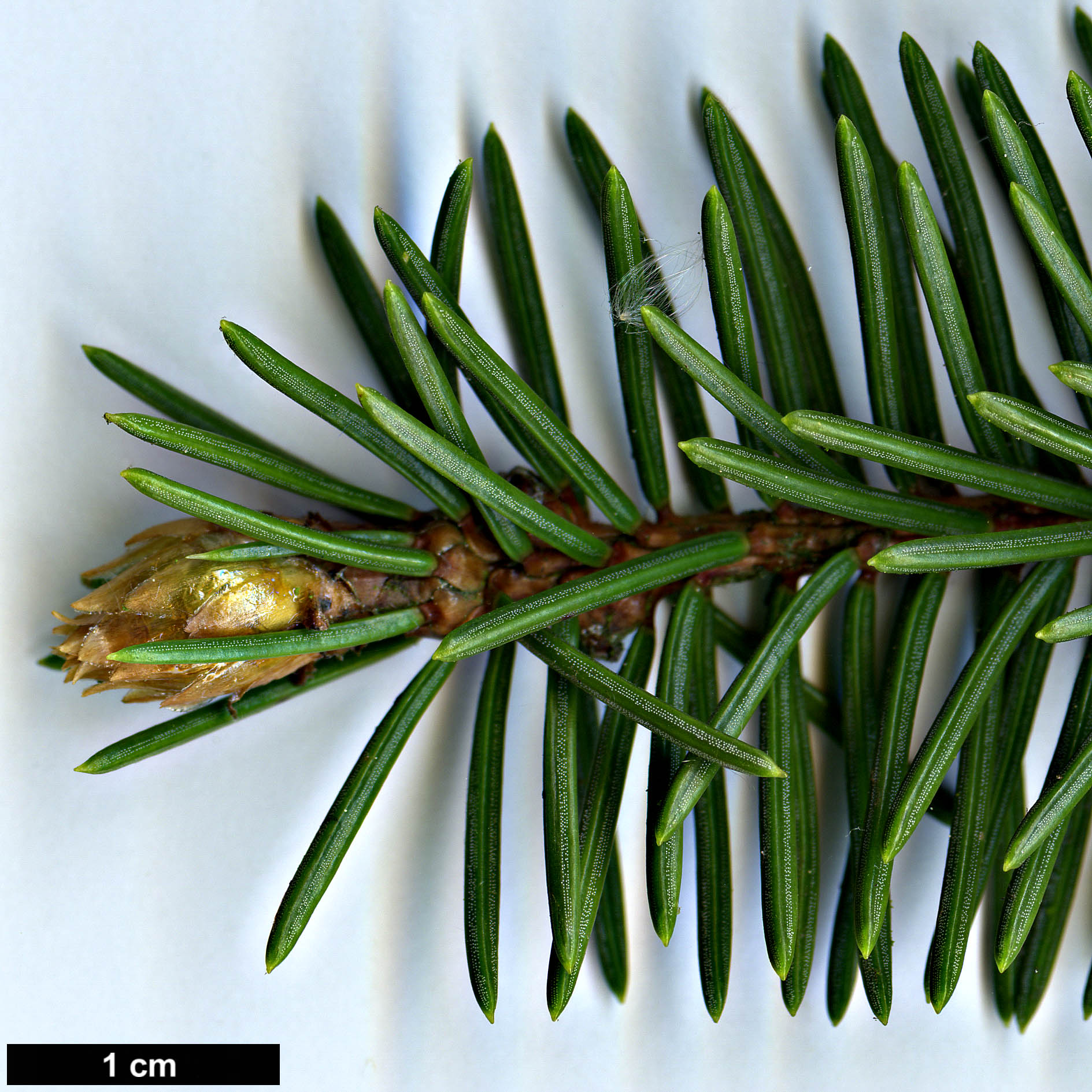 High resolution image: Family: Pinaceae - Genus: Picea - Taxon: retroflexa