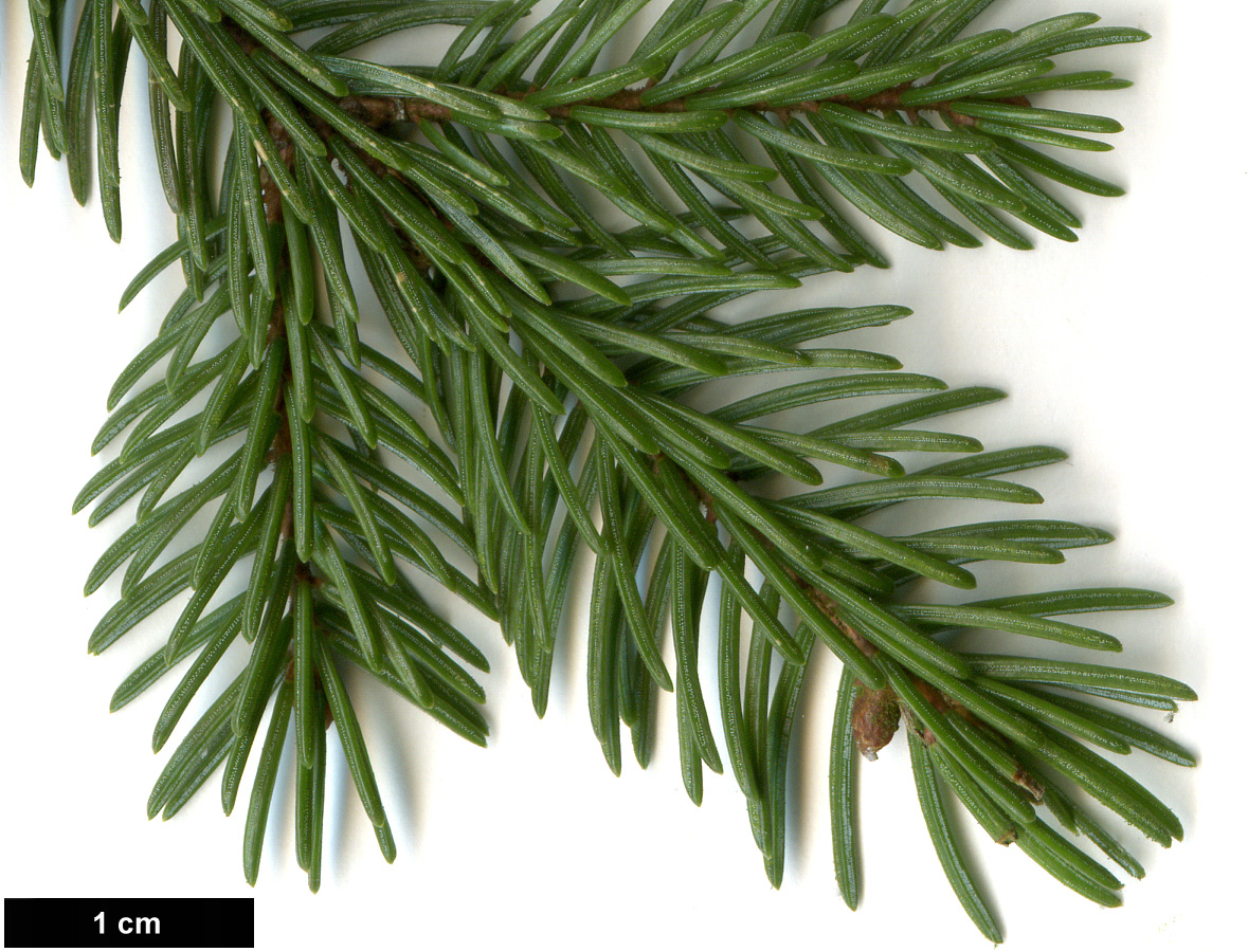 High resolution image: Family: Pinaceae - Genus: Picea - Taxon: rubens