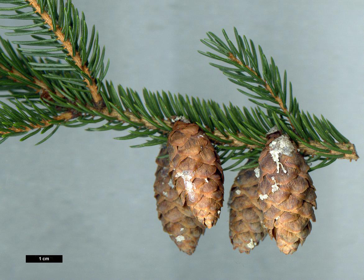 High resolution image: Family: Pinaceae - Genus: Picea - Taxon: rubens