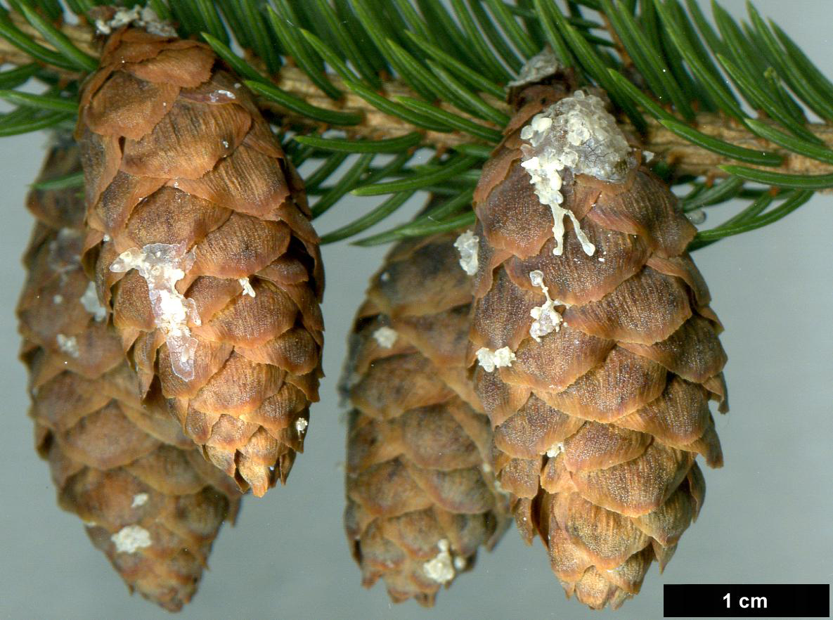 High resolution image: Family: Pinaceae - Genus: Picea - Taxon: rubens