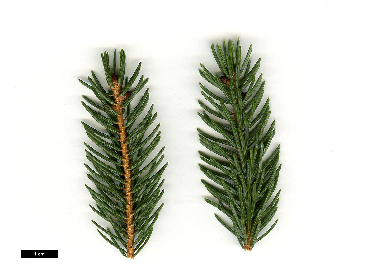 High resolution image: Family: Pinaceae - Genus: Picea - Taxon: rubens