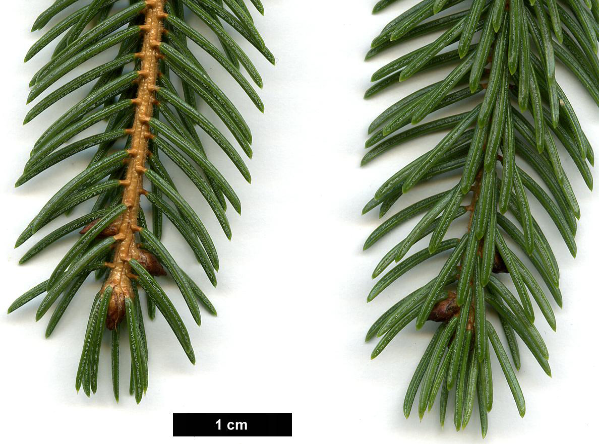 High resolution image: Family: Pinaceae - Genus: Picea - Taxon: rubens