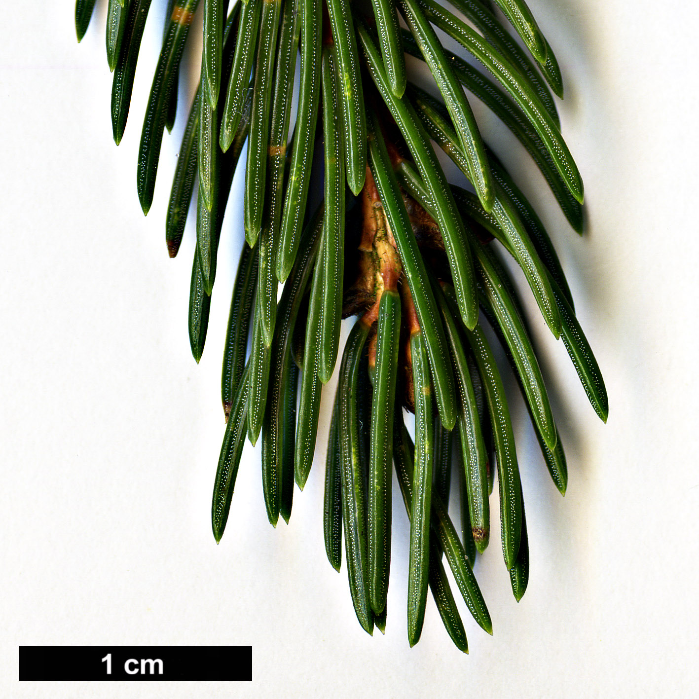 High resolution image: Family: Pinaceae - Genus: Picea - Taxon: rubens