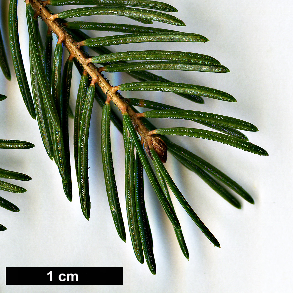 High resolution image: Family: Pinaceae - Genus: Picea - Taxon: rubens