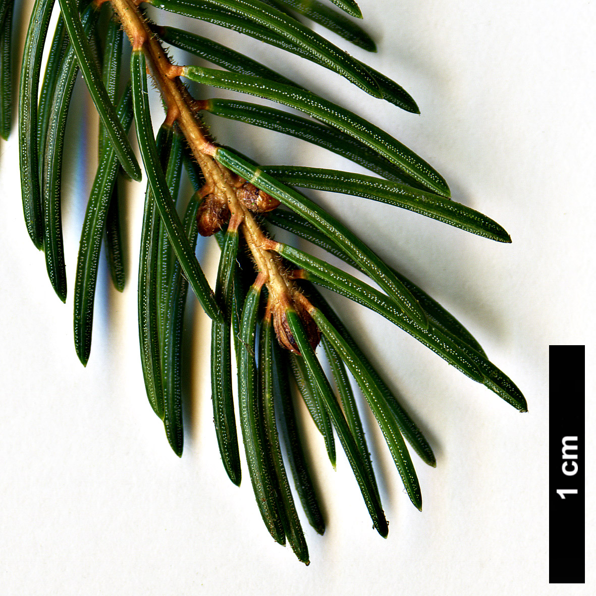 High resolution image: Family: Pinaceae - Genus: Picea - Taxon: rubens